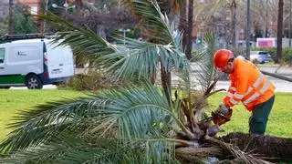 Lo peor está por llegar: La Aemet advierte que el viento superará los 90 kilómetros por hora en Valencia