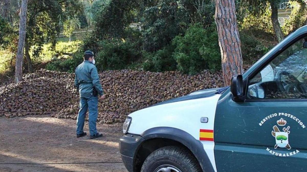 Un agent del Seprona davant diverses tones de pinyes recollides sense permís a Santa Cristina. | GUÀRDIA CIVIL