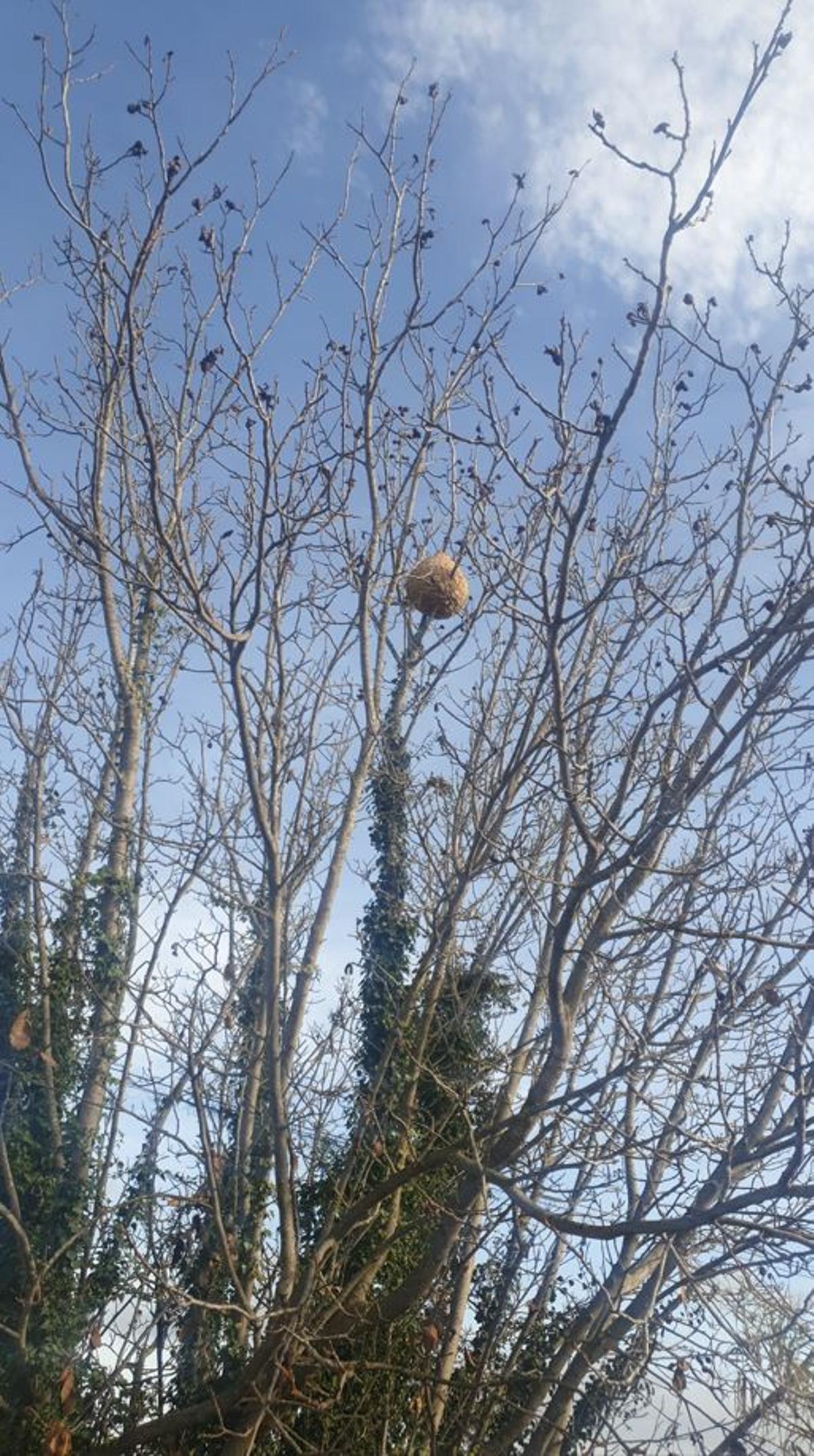 El niu que hi ha en un arbre al costat de la carretera de Viladordis