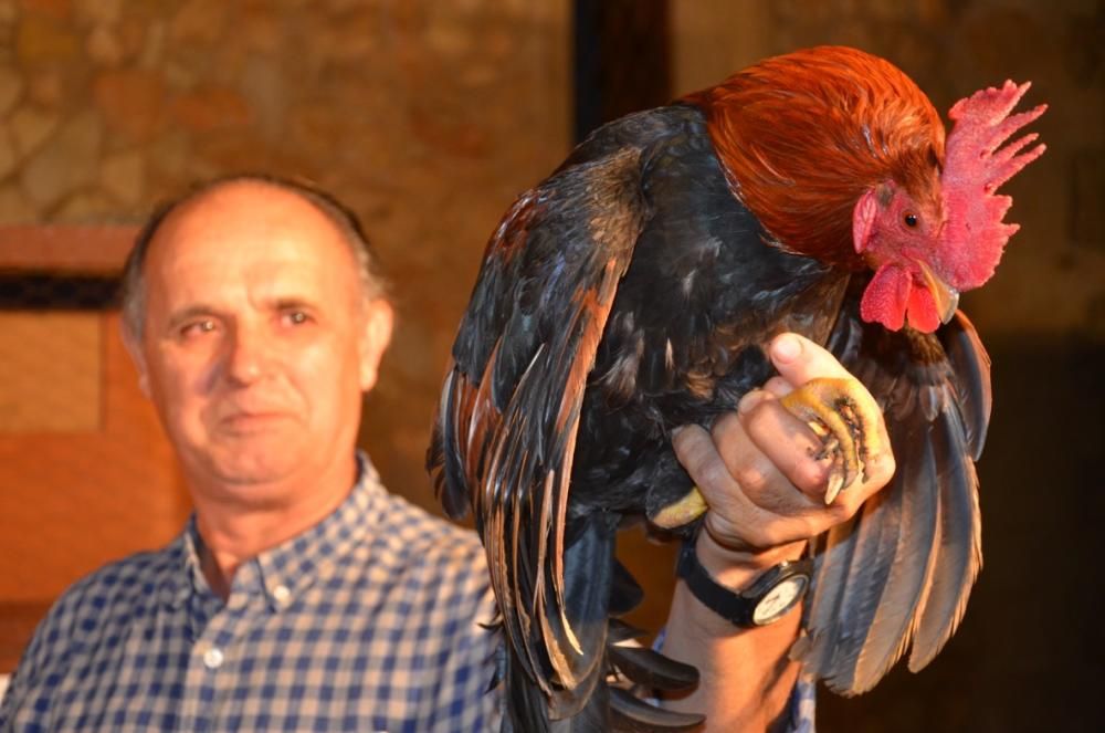 Nächtliche Gockelschreie in Son Servera