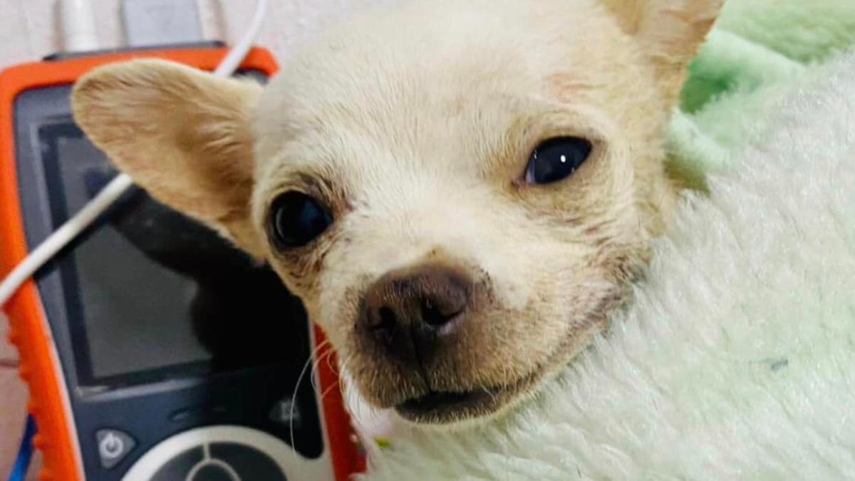 Muere Pinky, un chihuahua que defendió la casa de su familia de un ladrón