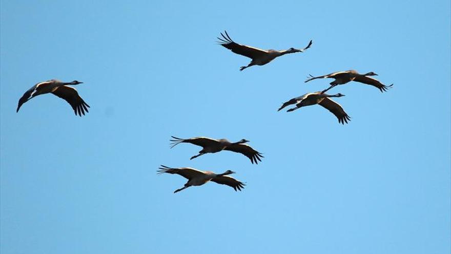 Más de 133.600 grullas europeas eligen Extremadura para invernar