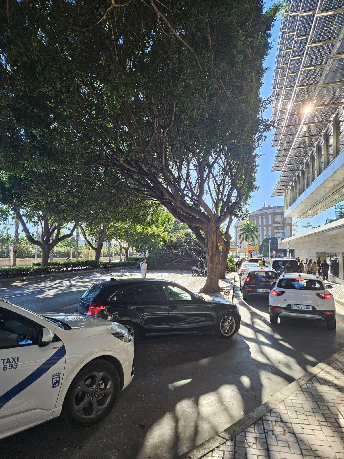 Coches tratando de esquivar pro el vial de servicio de Antonio Machado el árbol caído.