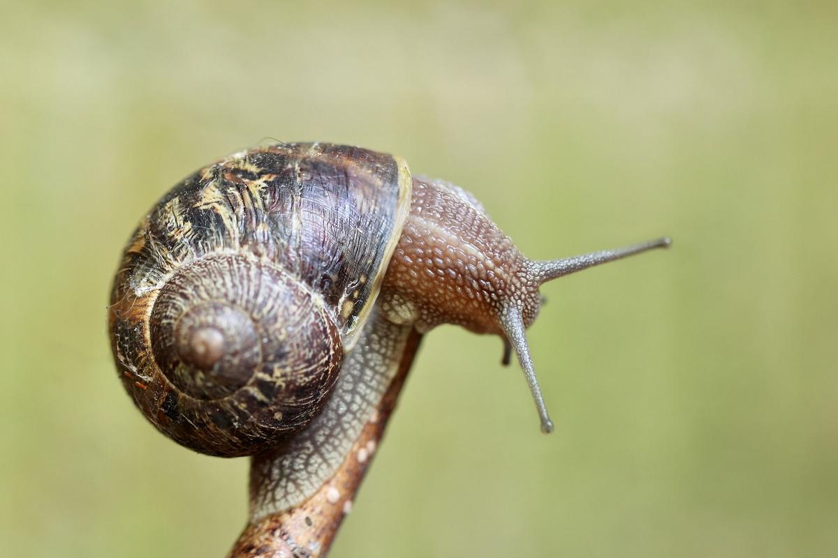 Caracol