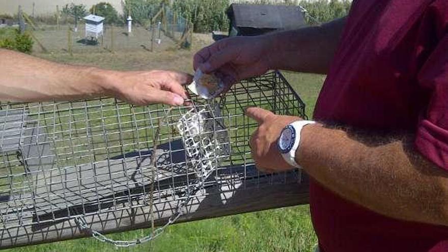 En las trampas se utiliza como cebo pasta de pescado. // FDV