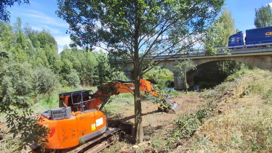 Tragsa emprende la limpieza del Órbigo en Santa Cristina que pedía el Ayuntamiento