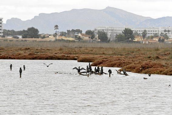 Das Naturschutzgebiet S'Albufera wird 30 Jahre alt - und steckt in einer tiefen Krise. Umweltschützer schlagen Alarm, die Politik bleibt weitgehend untätig.