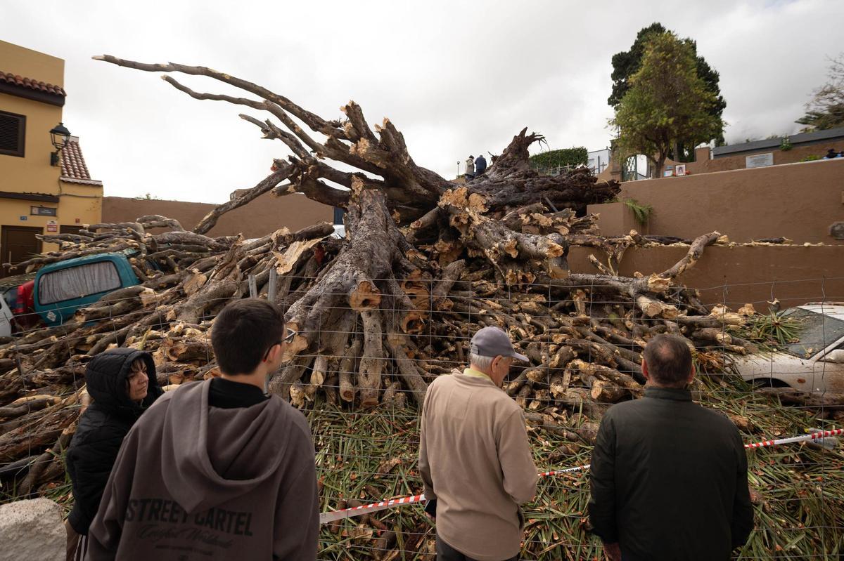 Drago de San Francisco, en Los Realejos, caído por el temporal
