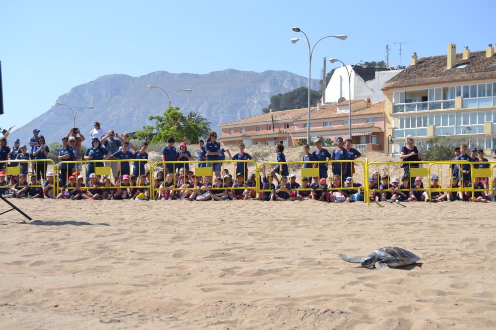 Suelta de tortugas en Dénia