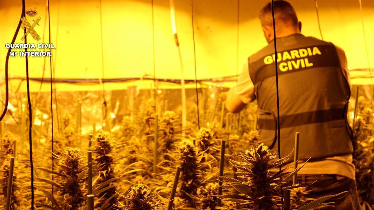 Plantas de marihuana encontradas en uno de los almacenes por parte de la Guardia Civil