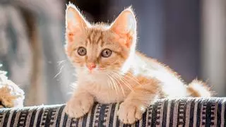 Los veterinarios lo explican: así te da las gracias tu gato aunque no te des cuenta