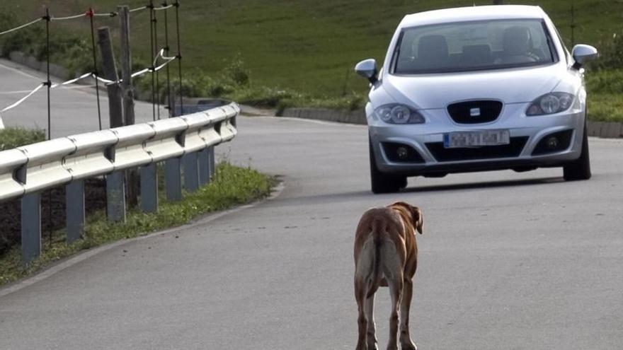 Un perro en una carretera en una imagen de archivo. // M. L.