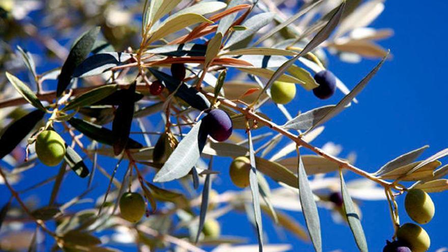 Recuperan tres variedades de olivos centenarios gallegos