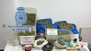 Desarticulado un grupo criminal dedicado al cultivo y distribución de marihuana en Elda y Petrer