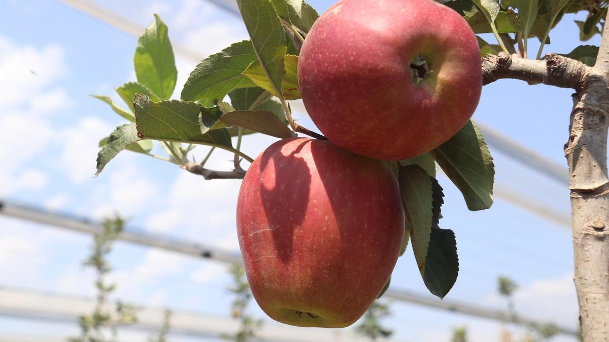 Dues pomes penjant de l'arbre en l'inici de la campanya de recollida.