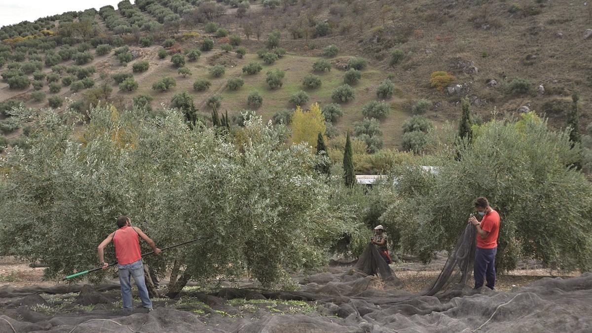 Labores de recolección de la aceituna en un olivar de Córdoba de secano, durante la anterior campaña.