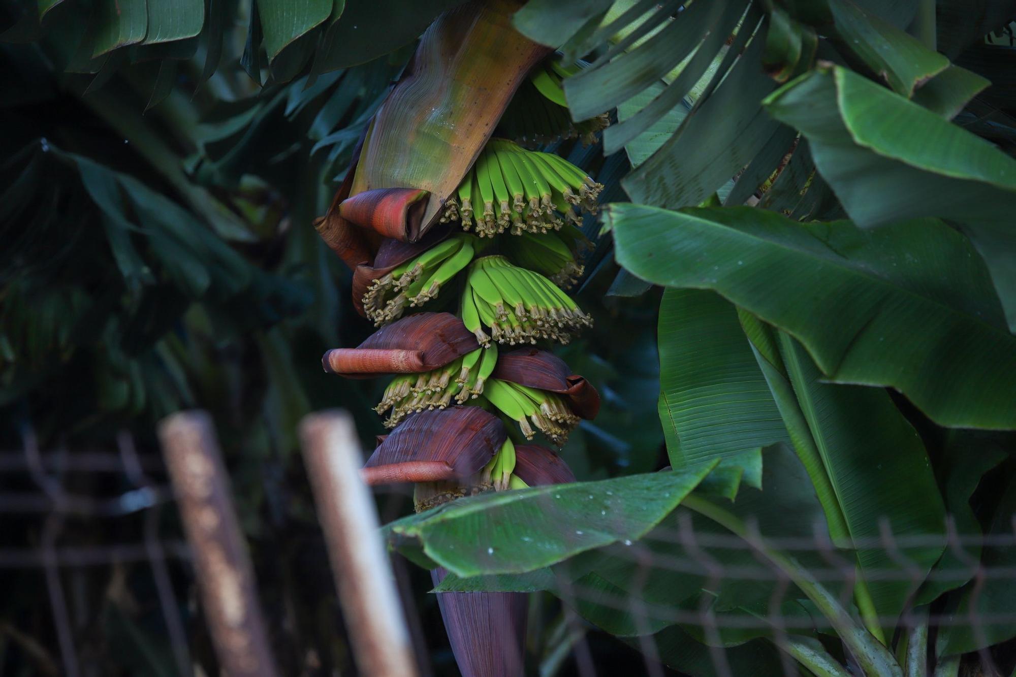 Cultivos de plátanos en La Palma