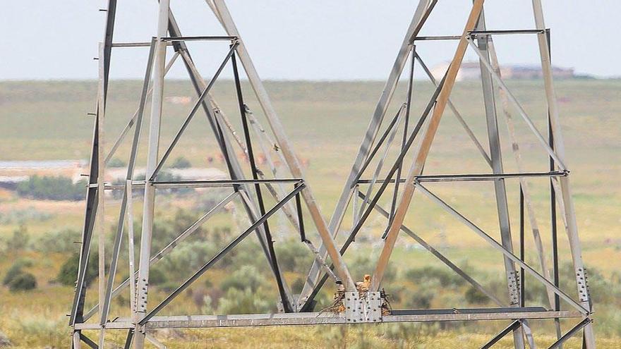 Les línies elèctriques, aliades de l&#039;Avifauna