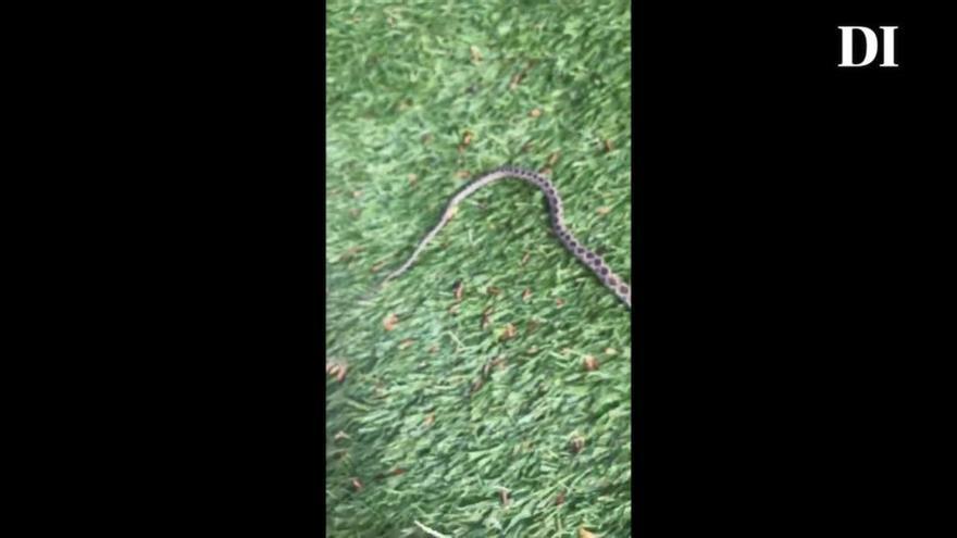 aparece una gran serpiente muerta en un súper de Sant Antoni