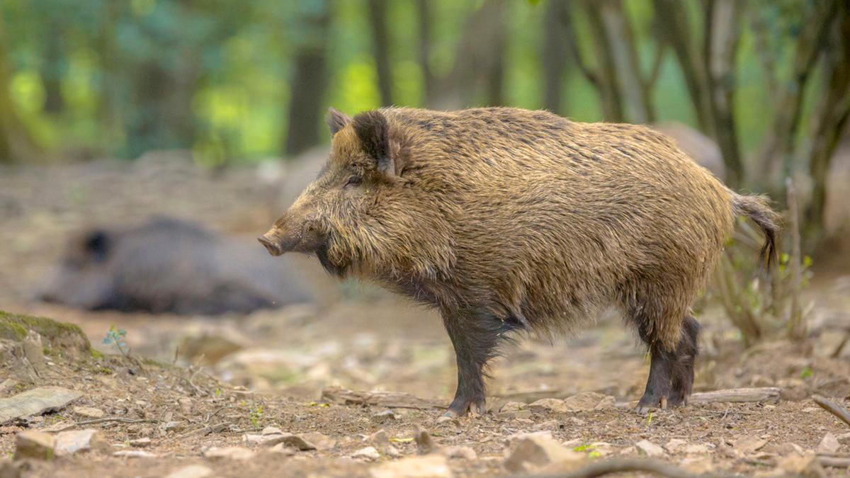 Hipra assajarà el 2026 en animals la vacuna de la pesta porcina africana