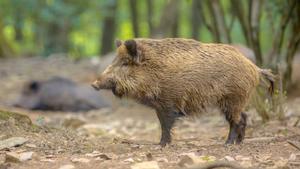 Hipra assajarà el 2026 en animals la vacuna de la pesta porcina africana