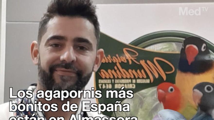 Los agapornis más bonitos de España están en Almassora