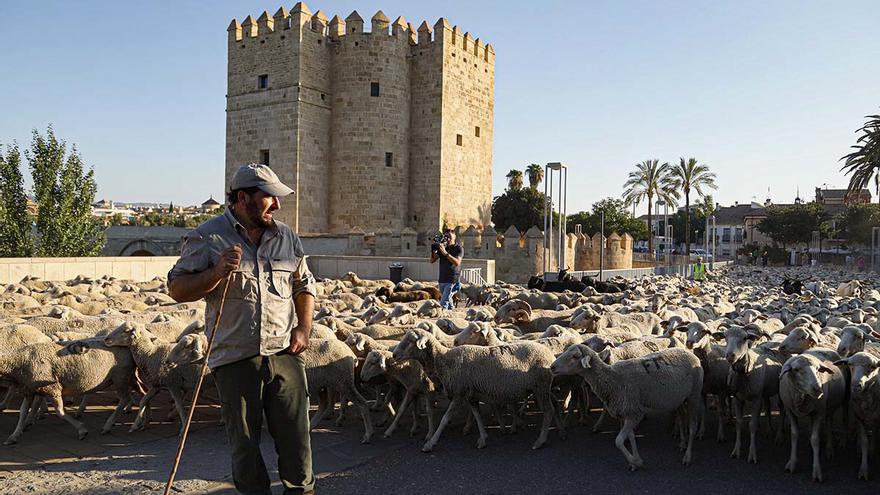 Un rebaño trashumante de 1.500 ovejas vuelve a cruzar Córdoba