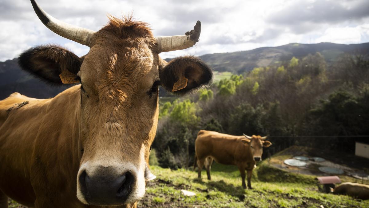 Asturianos en Villayón, un recorrido por el municipio