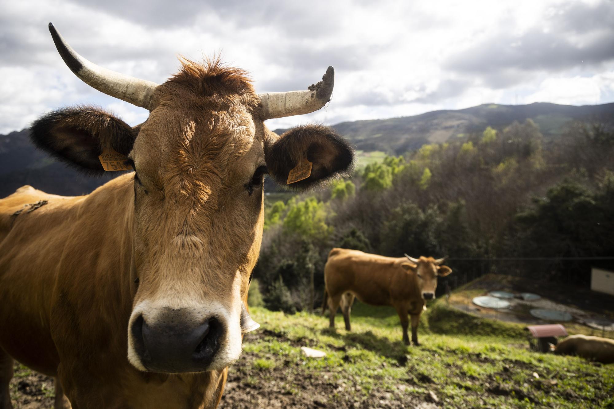 Asturianos en Villayón, un recorrido por el municipio