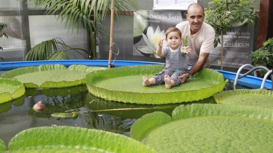 El único nenúfar gigante de España que florece en Vigo