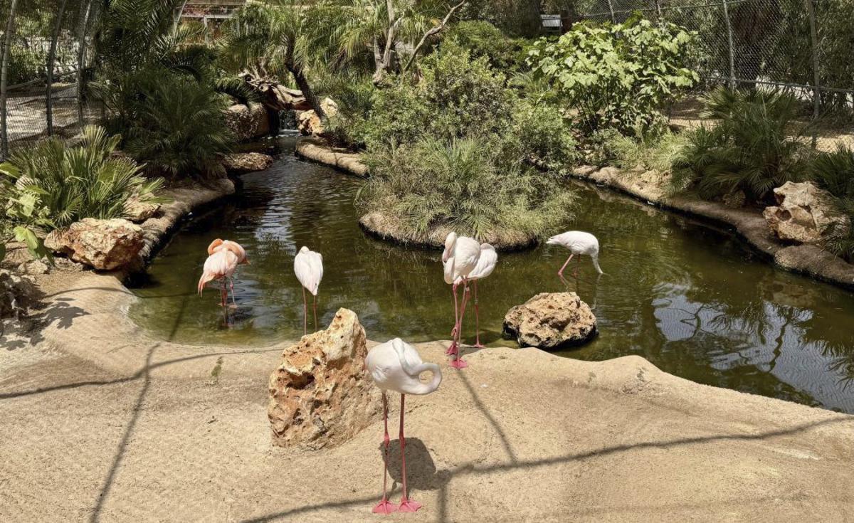Nachwuchs bei den Zebras, vorerst in wenig spektakulärem Ambiente. Das soll sich ändern. | FOTO: Y. SPÄNE