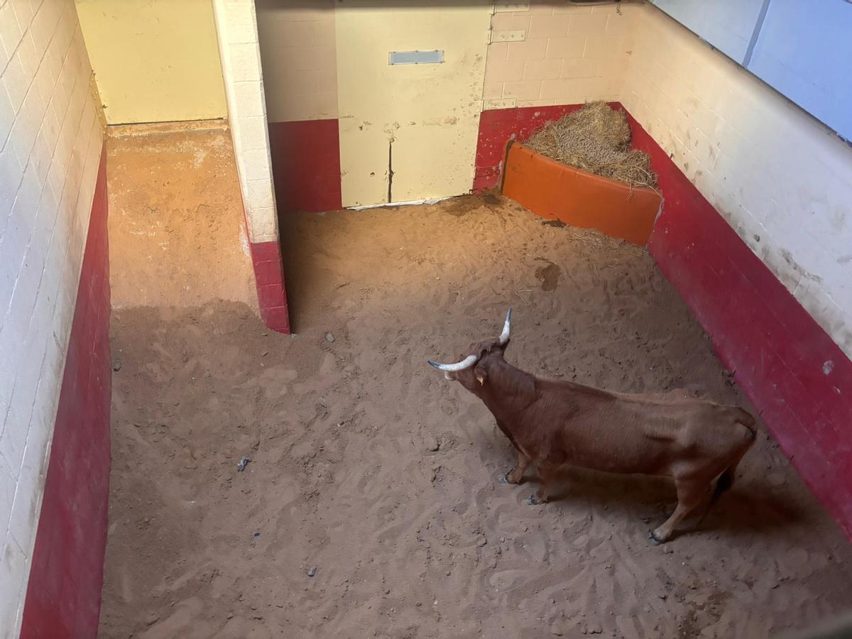 El Torito del Alba, "Ganadora", en el toril.