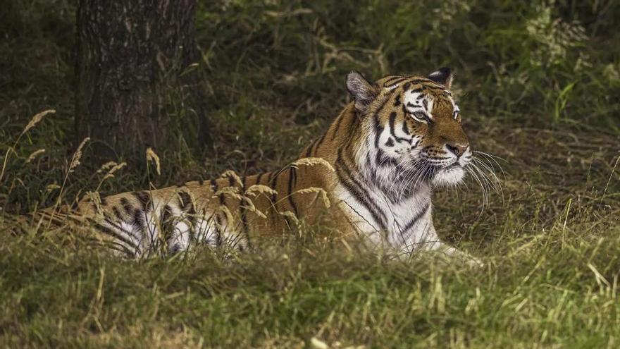 Muere un hombre atacado por un tigre tras saltar al cercado del animal en un zoo de Reino Unido