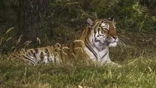 Muere un hombre atacado por un tigre tras saltar al cercado del animal en un zoo de Reino Unido