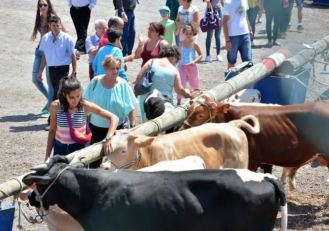 FIESTAS DE SAN PEDRO INGENIO