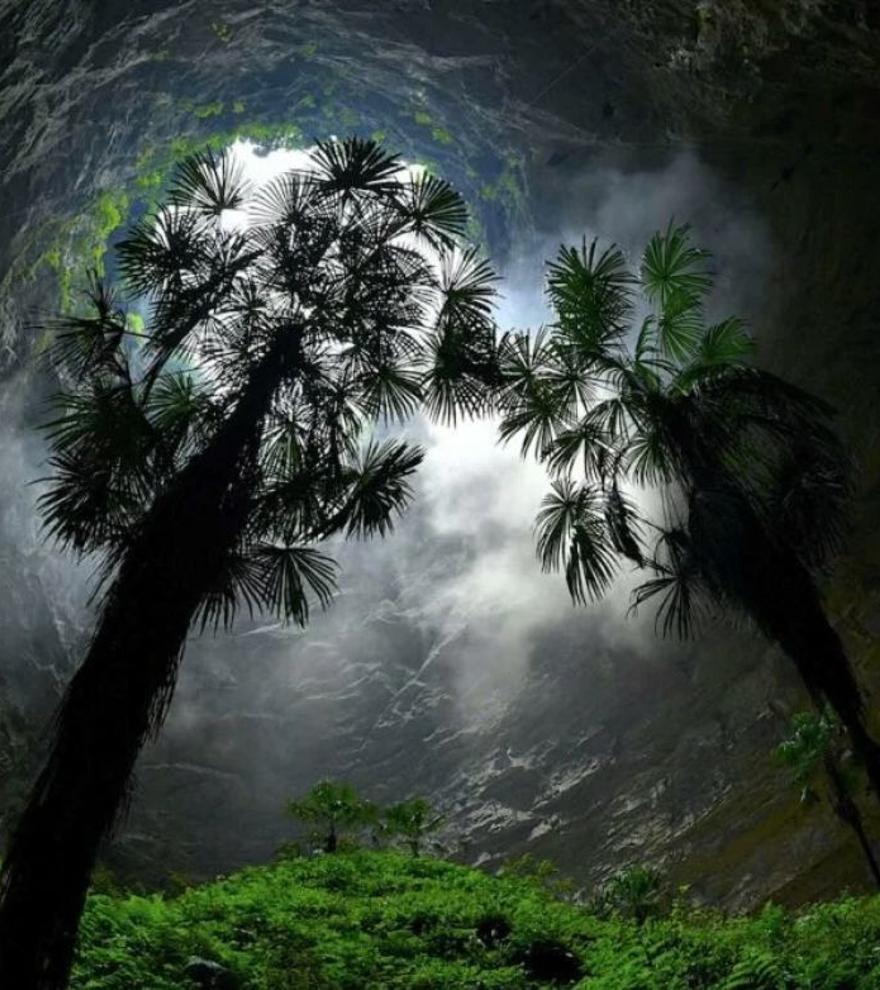 Los enormes bosques subterráneos de China son una gran reserva de ADN antiguo