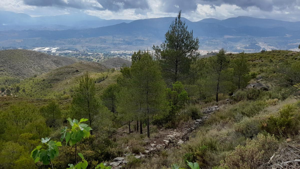 Una imagen de la vegetación del paraje alcoyano.