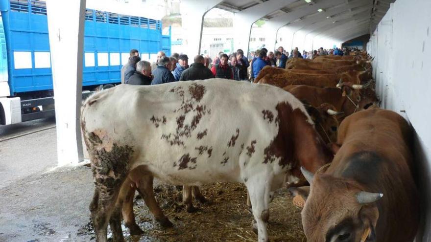 El público observa el ganado en la feria de San José, el año pasado, en Tineo.