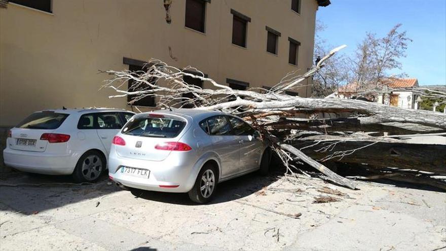 La caída de un árbol de gran porte daña un edificio y dos vehículos