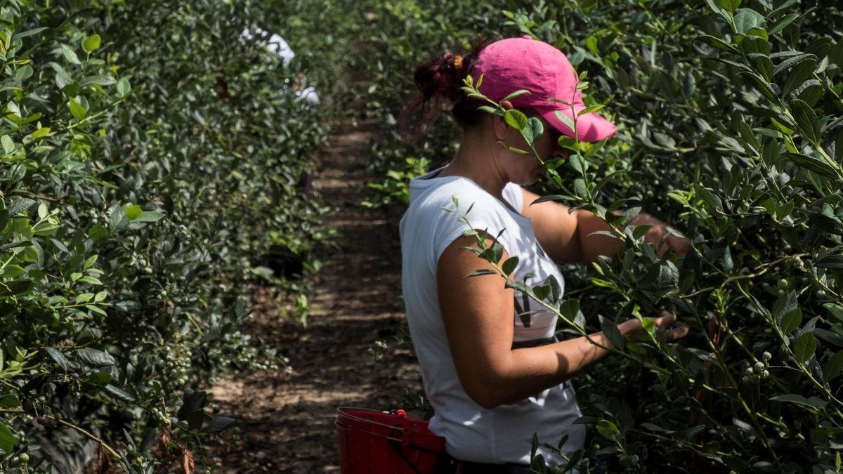 Una trabajadora durante la recolección de un cultivo en una finca de Huelva.