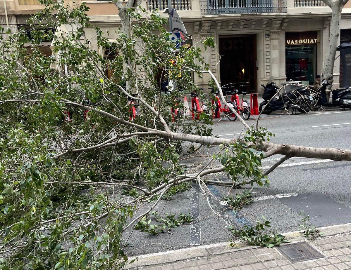 Árbol caído en Barcelona por los fuertes vientos