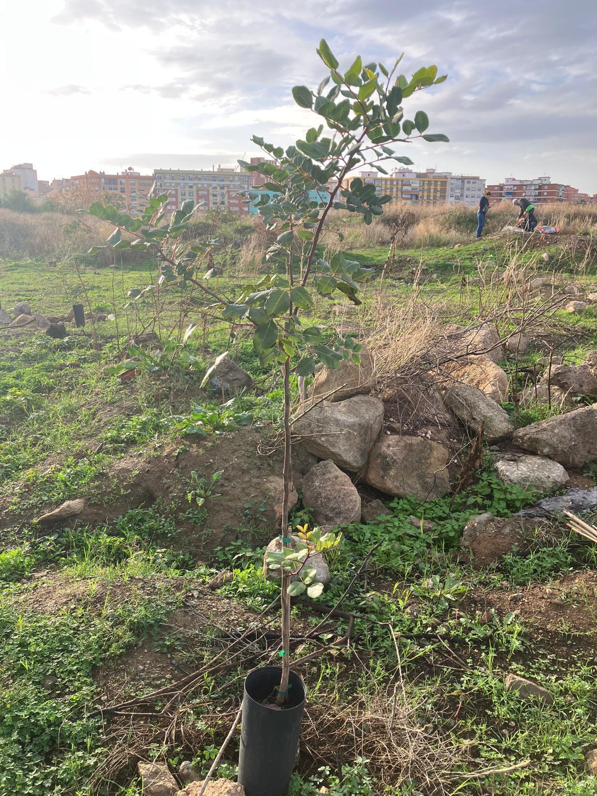 Voluntarios de la plataforma Bosque Urbano Málaga plantan 60 árbolesen los antiguos terrenos de Repsol
