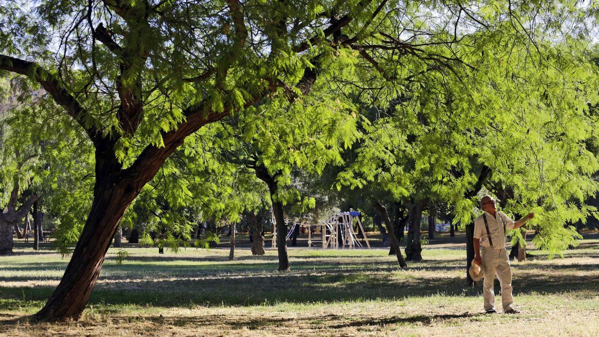 Amate como reserva botánica