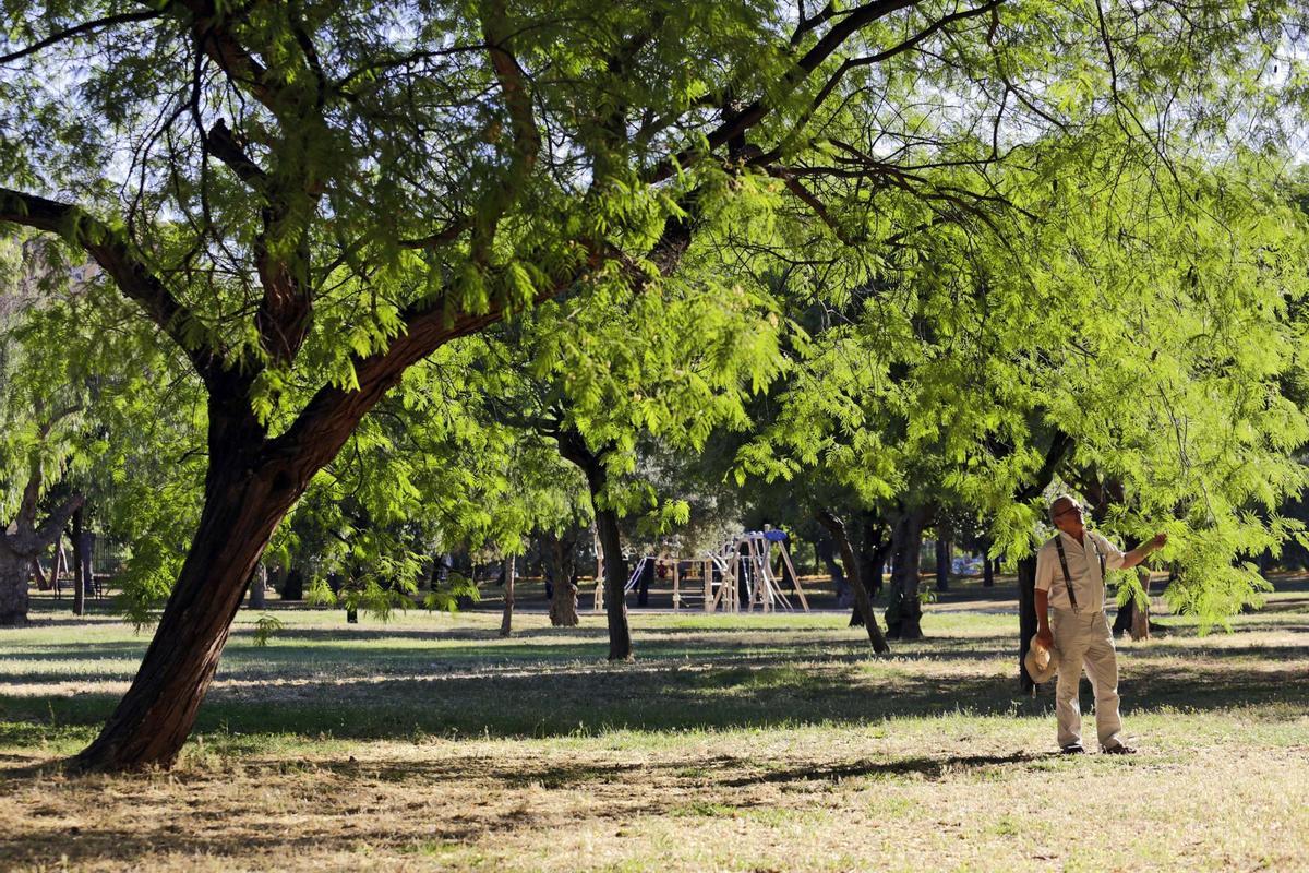 Amate como reserva botánica