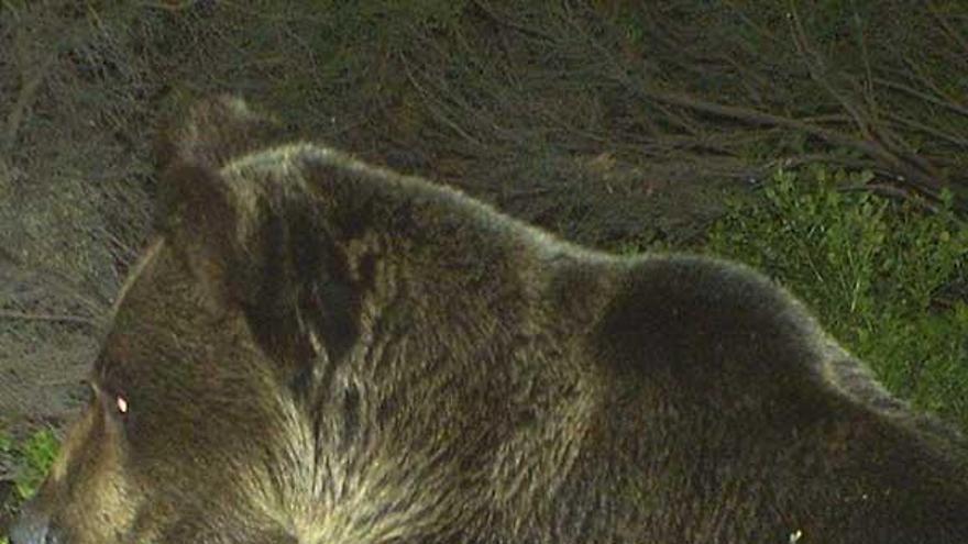 Un oso captado por las cámaras del Fapas en Teverga.