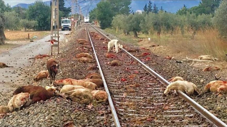 Un Euromed atropella a un rebaño de ovejas en Mont-Roig del Camp