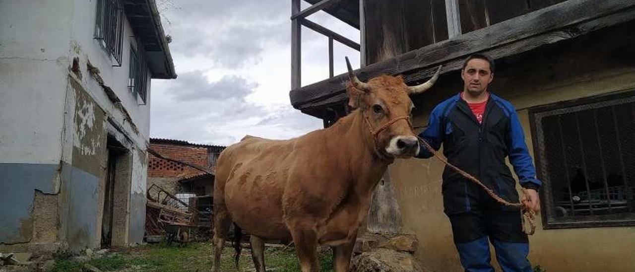 Adrián Vázquez, ayer, con la vaca &quot;Pitufa&quot; en Llauréu (Grado).