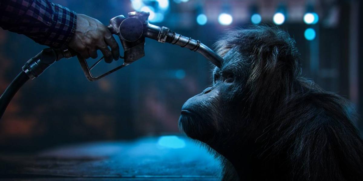 Los 'biocombustibles' favorecen a menudo la deforestación