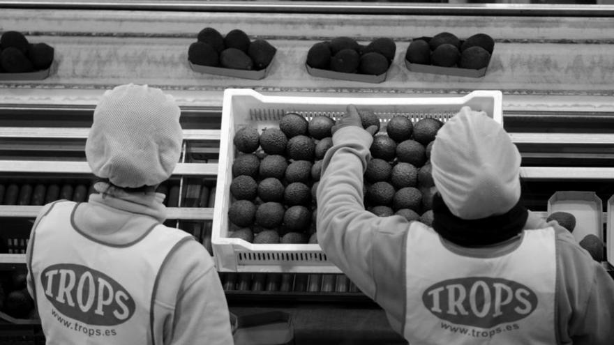 Arranca la campaña del aguacate con previsiones de subidas del 20%
