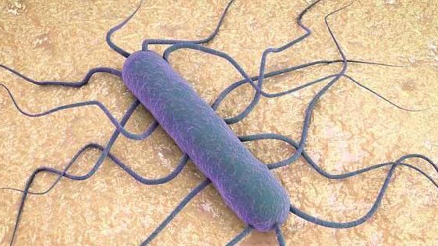 Il·lustració del bacteri listeria